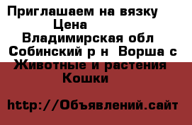 Приглашаем на вязку!!! › Цена ­ 1 000 - Владимирская обл., Собинский р-н, Ворша с. Животные и растения » Кошки   